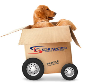 International Pet Moving