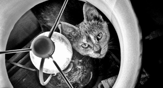 cat looking through lampshade on moving day