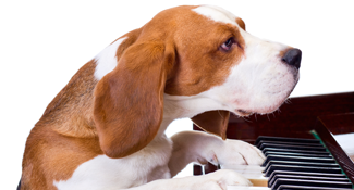 dog playing piano can move both internationally