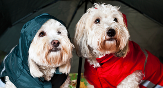 dogs wearing raincoats under umbrella ready for their trip