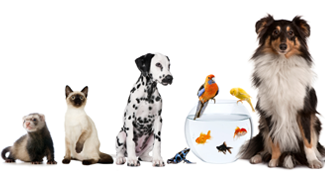 Pet Travel Hong Kong
