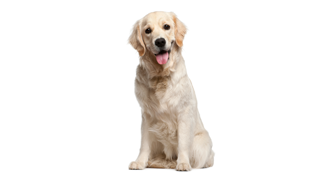 sitting happy yellow lab ready to go