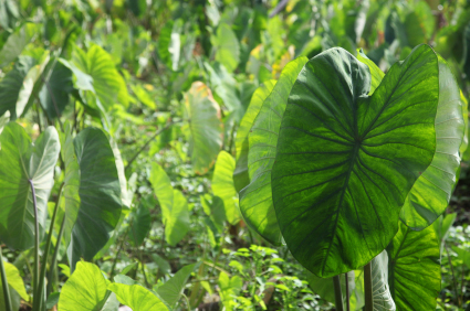 Image of Taro plants- Samoa