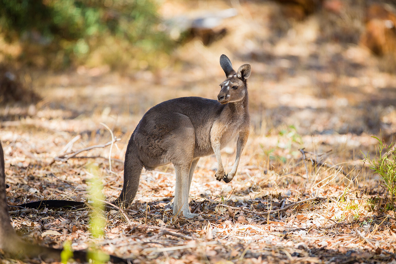 Australian Kangaroo